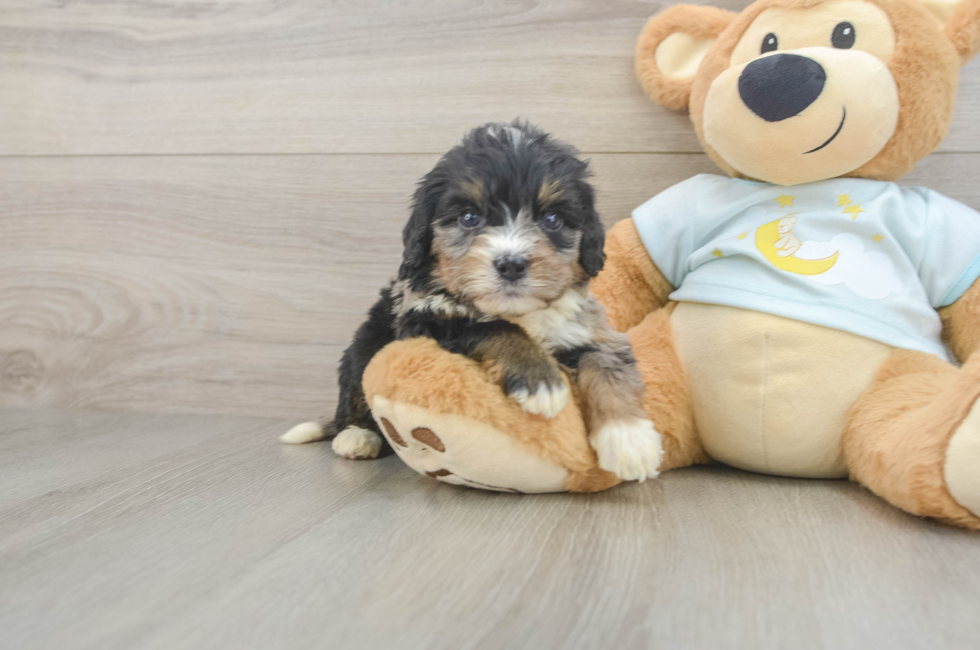 6 week old Mini Bernedoodle Puppy For Sale - Lone Star Pups