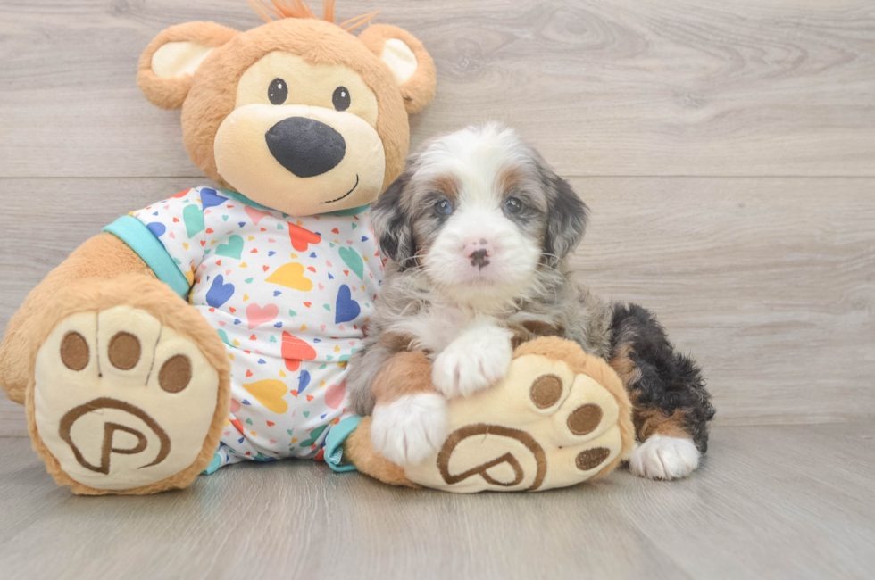 5 week old Mini Bernedoodle Puppy For Sale - Lone Star Pups