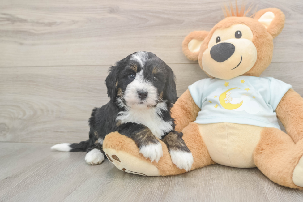 Meet Legend - our Mini Bernedoodle Puppy Photo  2/3 - Lone Star Pups Mini Bernedoodle Puppy for Adoption