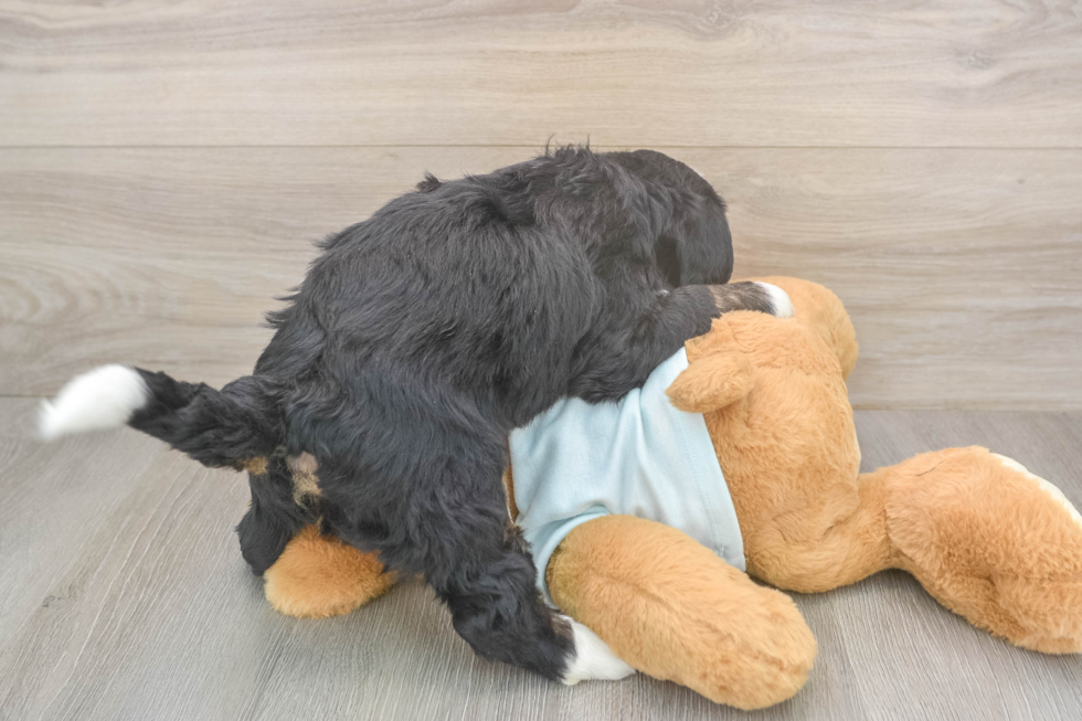 Meet Legend - our Mini Bernedoodle Puppy Photo  3/3 - Lone Star Pups Mini Bernedoodle Pup Being Cute