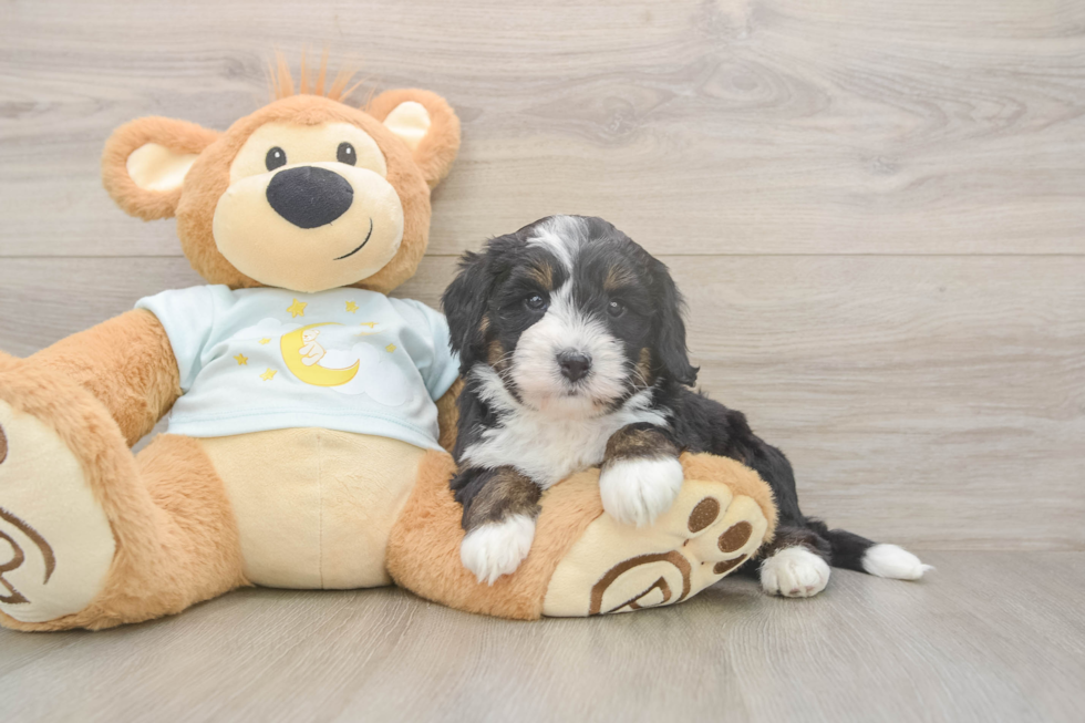 Meet Legend - our Mini Bernedoodle Puppy Photo  1/3 - Lone Star Pups Cute Mini Bernedoodle Baby