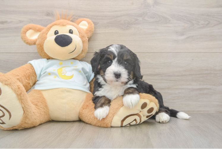 Meet Legend - our Mini Bernedoodle Puppy Photo  1/3 - Lone Star Pups Cute Mini Bernedoodle Baby