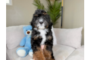 Mini Bernedoodle Puppy for Adoption