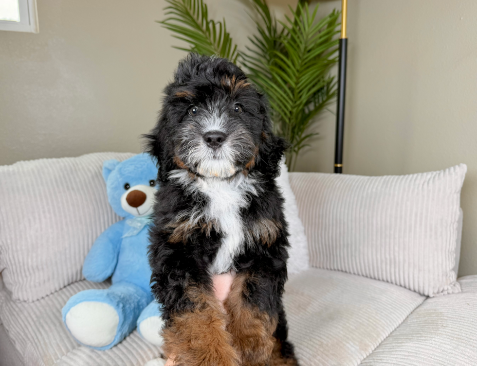 Mini Bernedoodle Puppy for Adoption