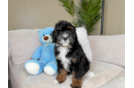 Best Mini Bernedoodle Baby