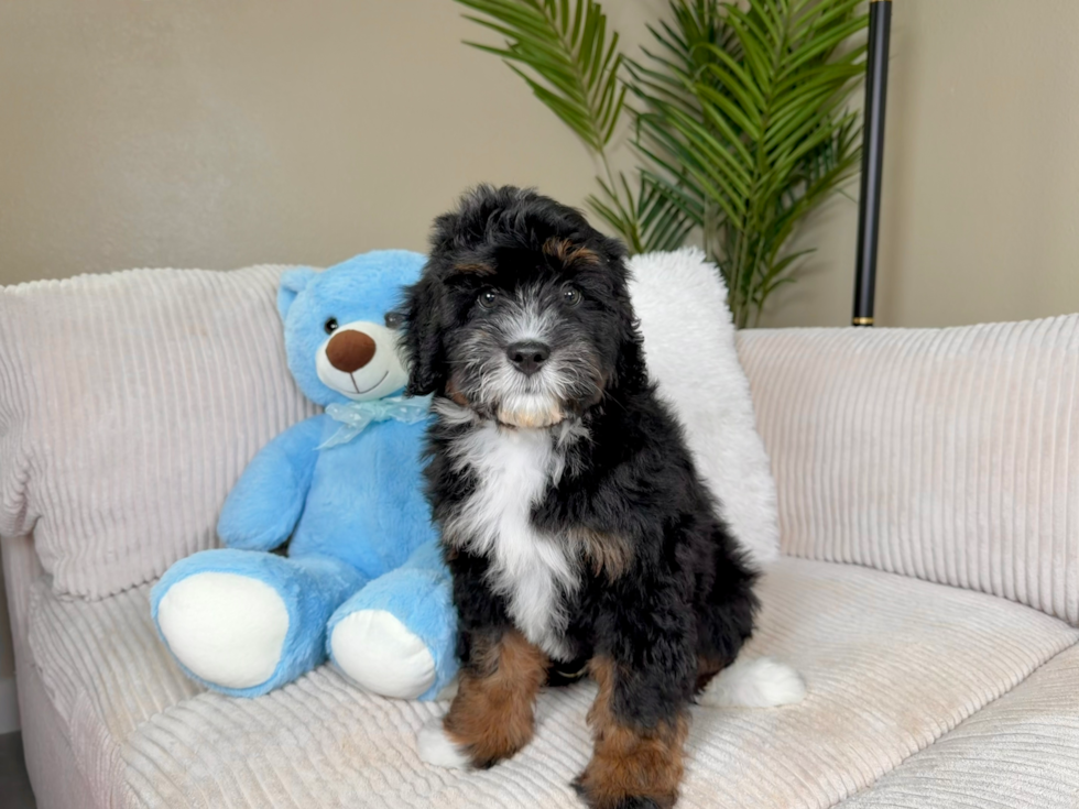 Best Mini Bernedoodle Baby