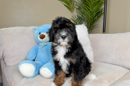 Best Mini Bernedoodle Baby