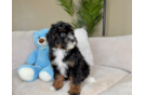 Mini Bernedoodle Pup Being Cute