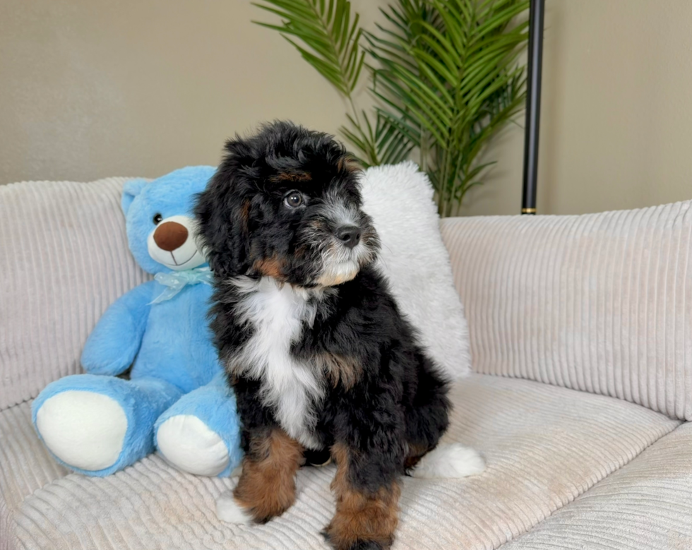 Mini Bernedoodle Pup Being Cute