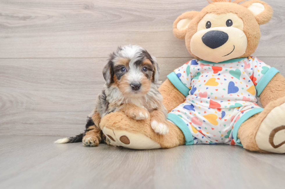 Best Mini Bernedoodle Baby