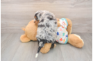 Best Mini Bernedoodle Baby