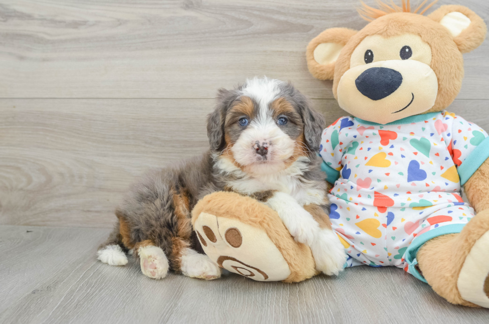 6 week old Mini Bernedoodle Puppy For Sale - Lone Star Pups