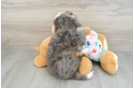 Happy Mini Bernedoodle Baby