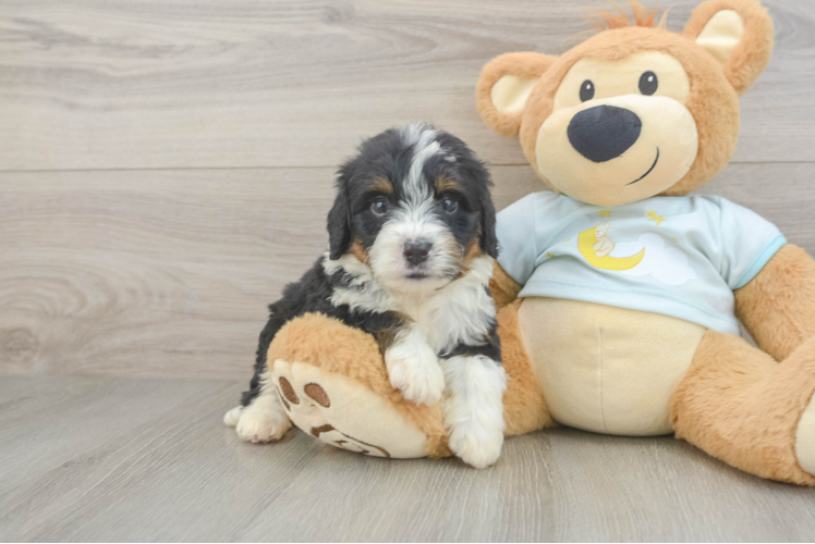 Sweet Mini Bernedoodle Baby