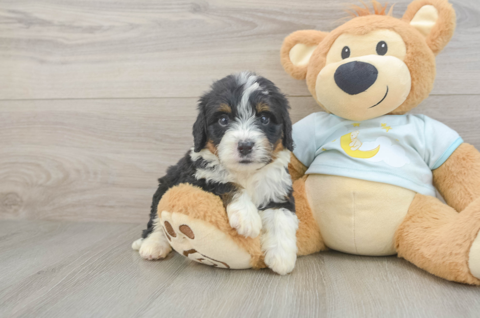 6 week old Mini Bernedoodle Puppy For Sale - Lone Star Pups