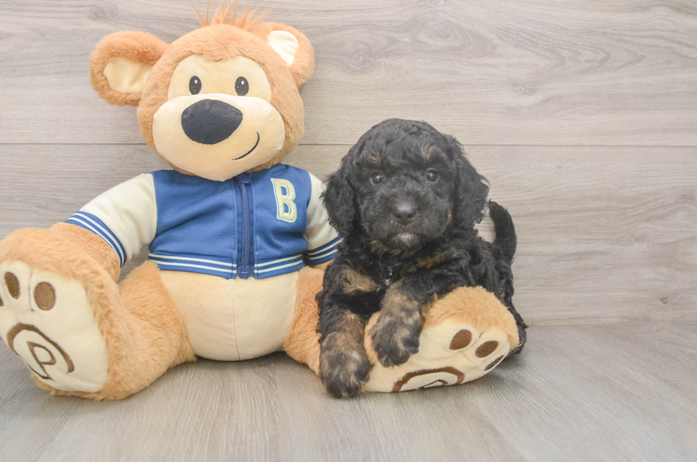 5 week old Mini Bernedoodle Puppy For Sale - Lone Star Pups
