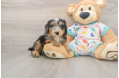 Sweet Mini Bernedoodle Baby