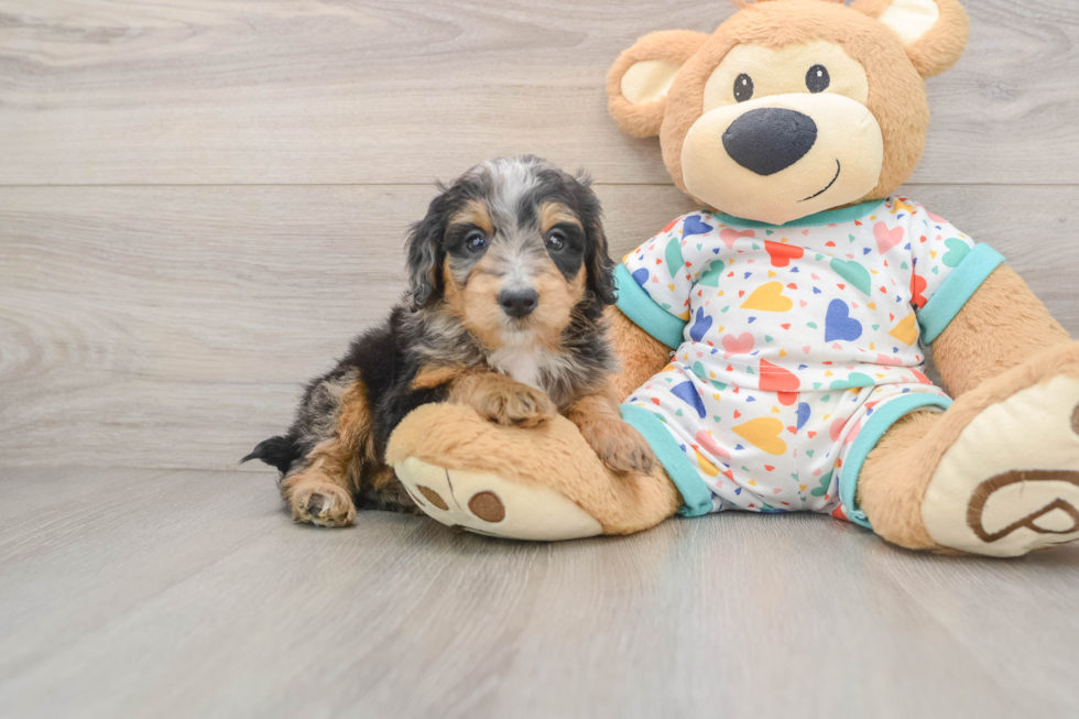 Sweet Mini Bernedoodle Baby