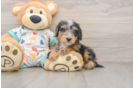 Mini Bernedoodle Puppy for Adoption