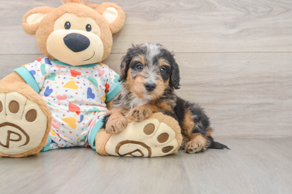 Mini Bernedoodle Puppy for Adoption
