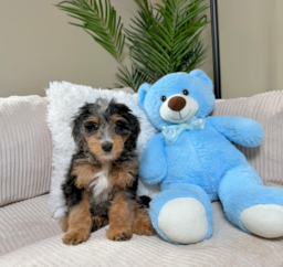 10 week old Mini Bernedoodle Puppy For Sale - Lone Star Pups