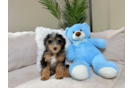 Cute Mini Bernedoodle Poodle Mix Pup