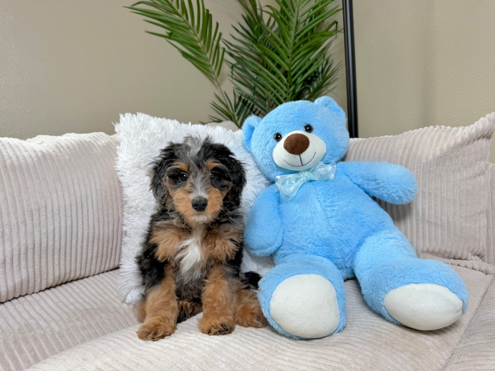 Cute Mini Bernedoodle Poodle Mix Pup