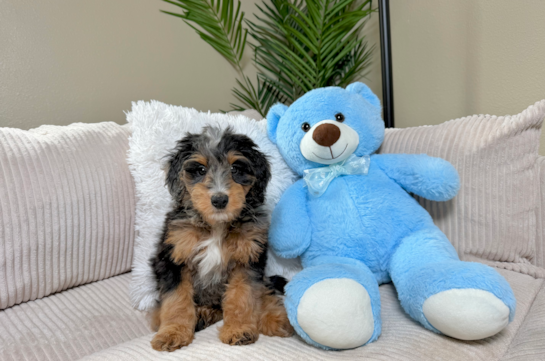 Cute Mini Bernedoodle Poodle Mix Pup