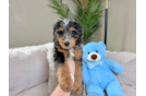 Best Mini Bernedoodle Baby