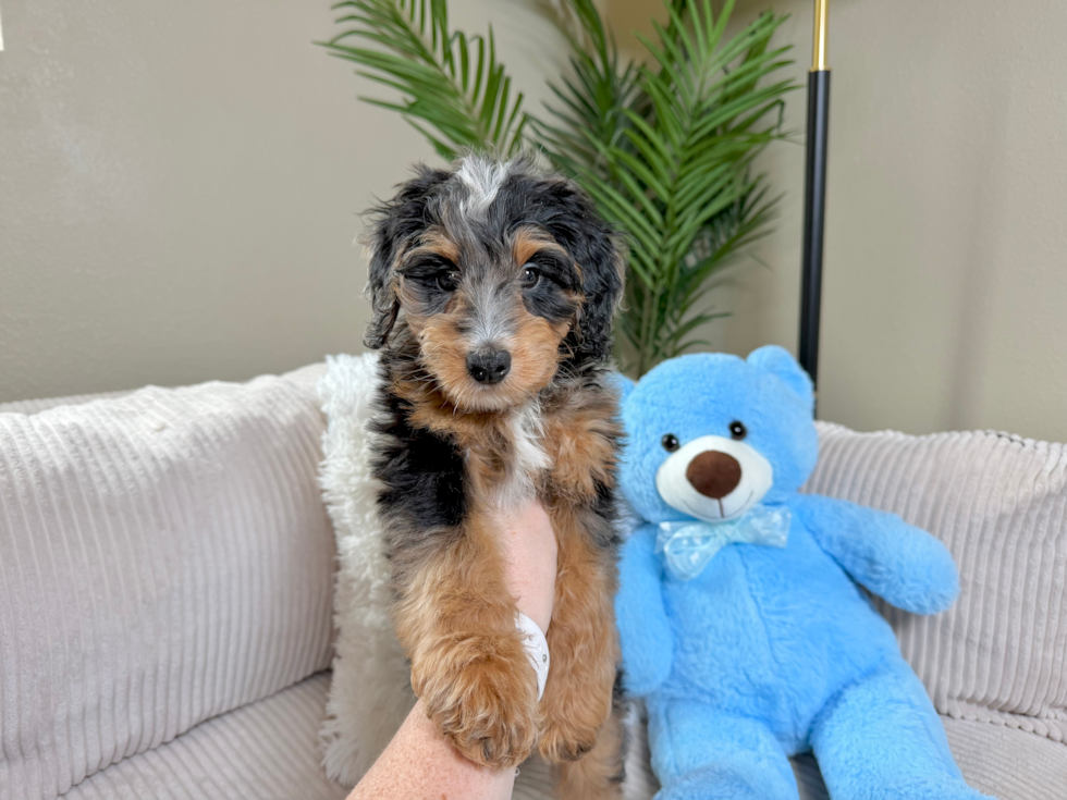 Best Mini Bernedoodle Baby