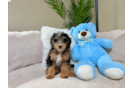 Mini Bernedoodle Pup Being Cute