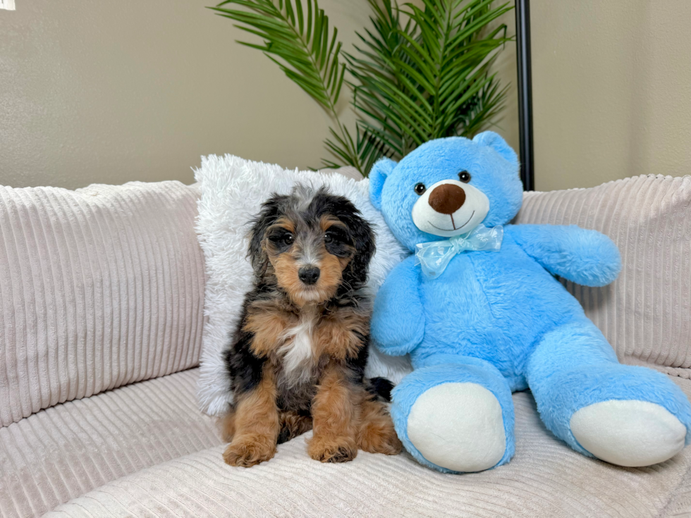 Mini Bernedoodle Pup Being Cute