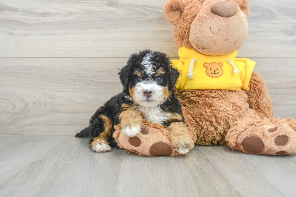 Mini Bernedoodle Leo: 2lb 10oz Doodle Puppy