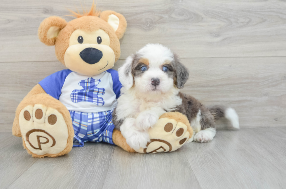 6 week old Mini Bernedoodle Puppy For Sale - Lone Star Pups