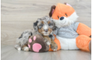 Funny Mini Bernedoodle Poodle Mix Pup