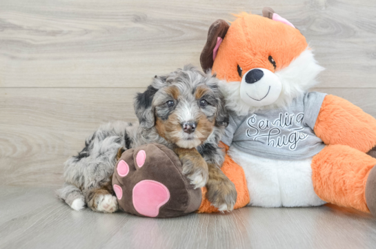 Funny Mini Bernedoodle Poodle Mix Pup