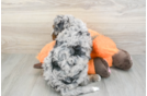 Mini Bernedoodle Puppy for Adoption