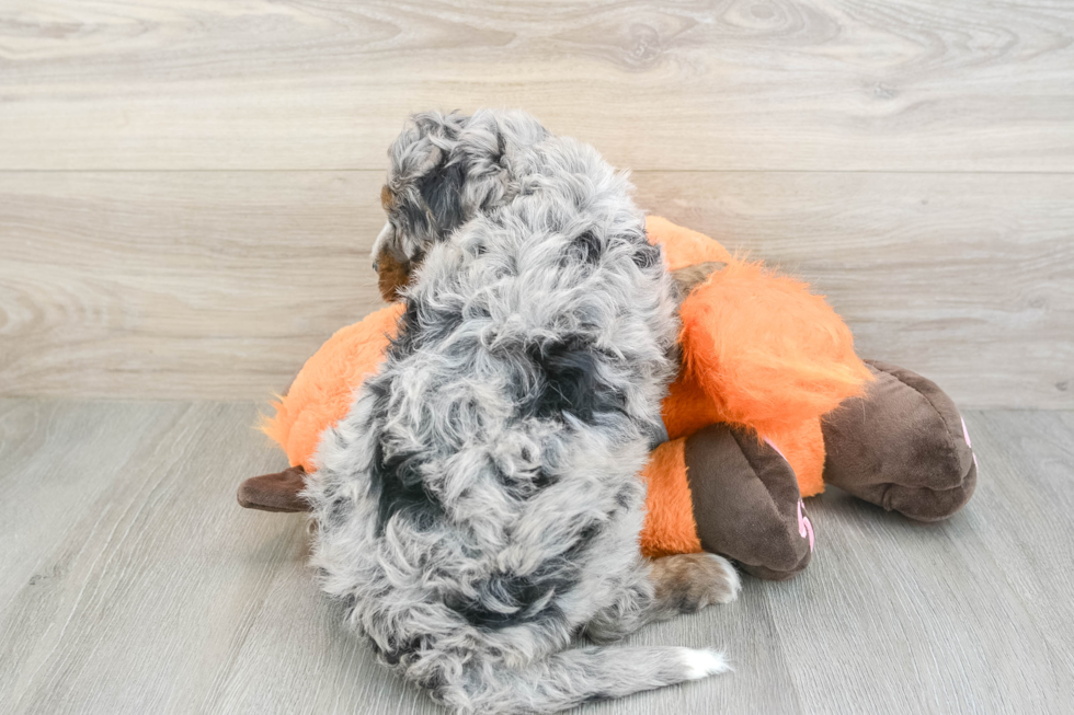 Mini Bernedoodle Puppy for Adoption