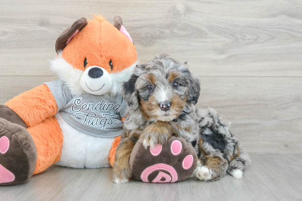 Cute Mini Bernedoodle Baby