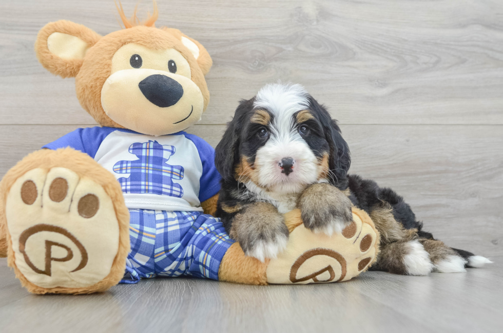 7 week old Mini Bernedoodle Puppy For Sale - Lone Star Pups