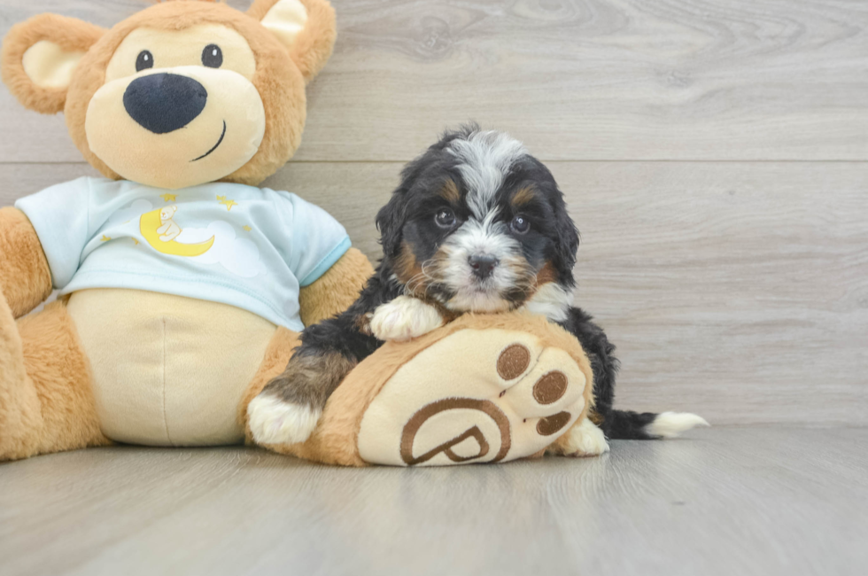 6 week old Mini Bernedoodle Puppy For Sale - Lone Star Pups