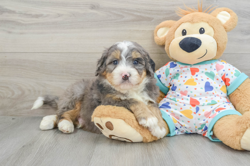 6 week old Mini Bernedoodle Puppy For Sale - Lone Star Pups