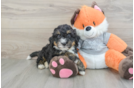 Friendly Mini Bernedoodle Baby