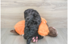 Fluffy Mini Bernedoodle Poodle Mix Pup