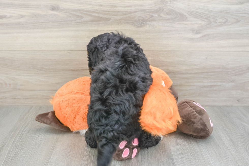 Fluffy Mini Bernedoodle Poodle Mix Pup