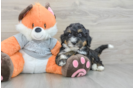 Best Mini Bernedoodle Baby