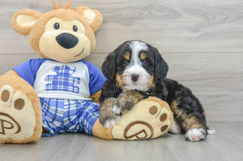 7 week old Mini Bernedoodle Puppy For Sale - Lone Star Pups