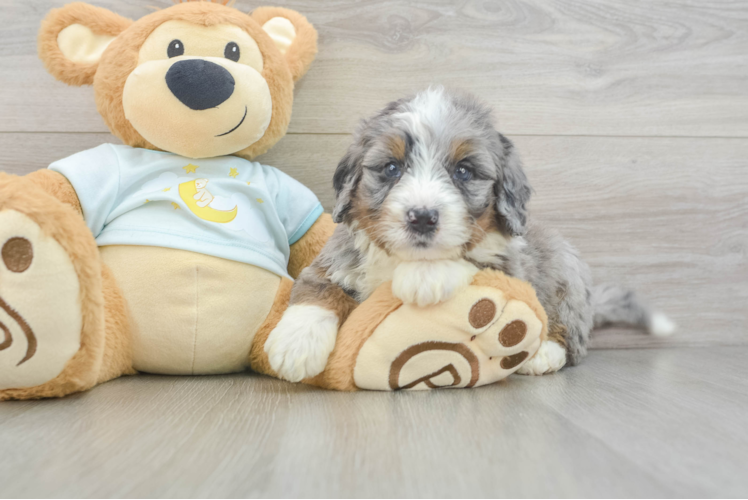 Mini Bernedoodle Puppy for Adoption