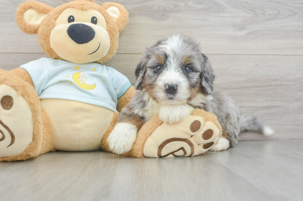 6 week old Mini Bernedoodle Puppy For Sale - Lone Star Pups