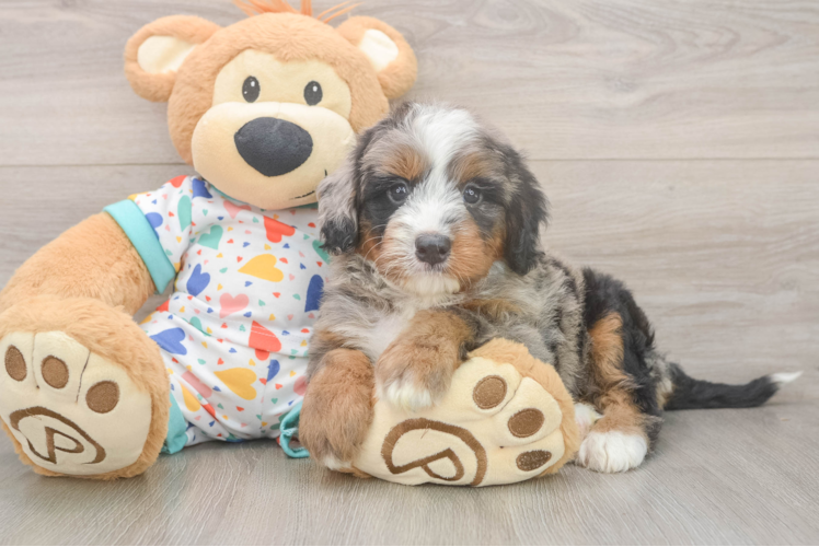 Mini Bernedoodle Puppy for Adoption